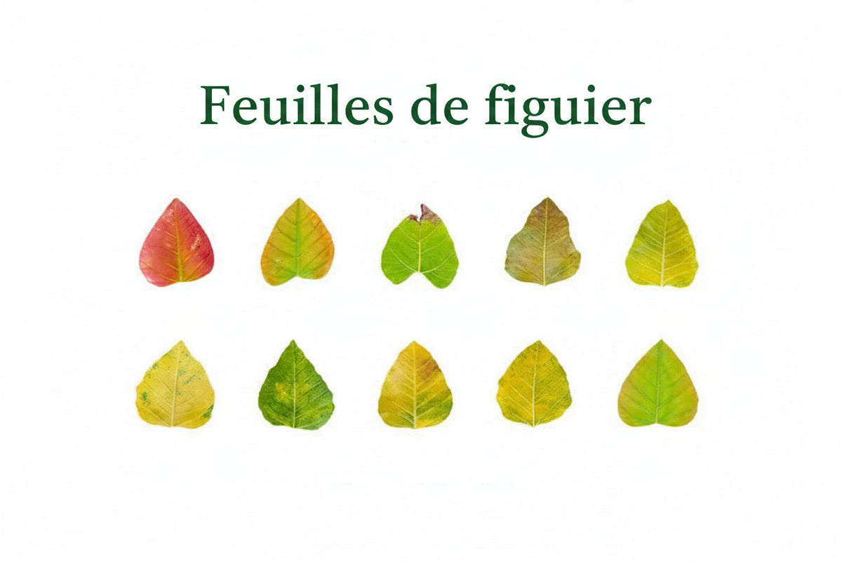 Lot d'autocollants Feuilles d'Automne en Washi Montessori Eco-Friendly