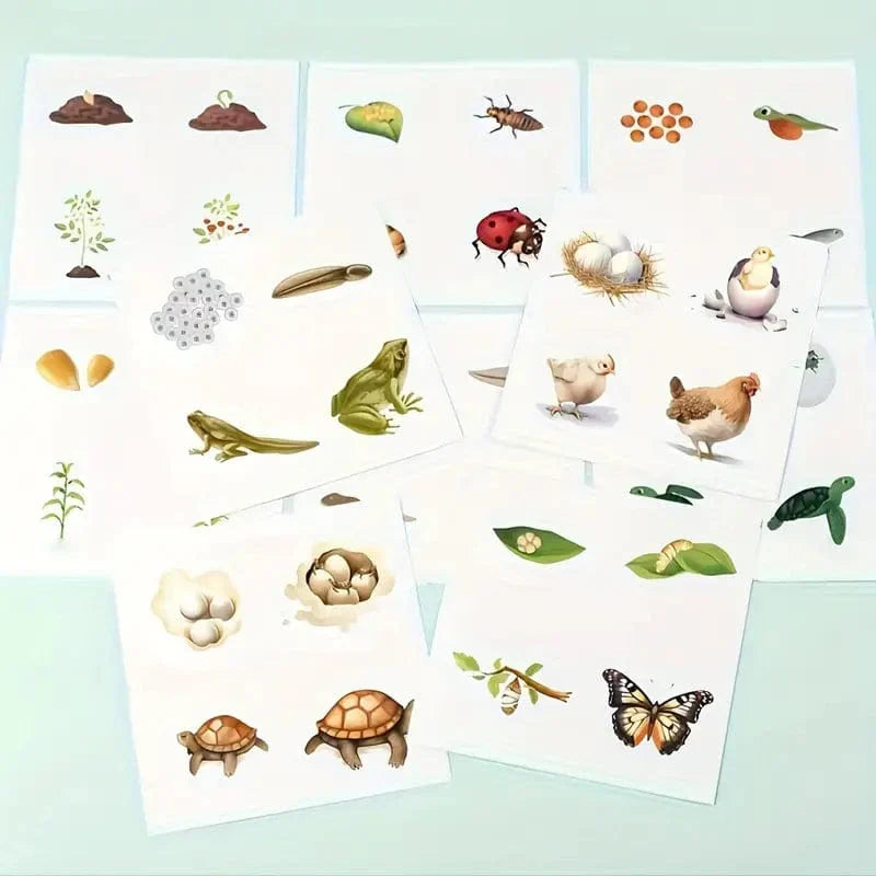 Puzzles Cycle de Vie